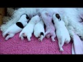 Tirlittan J Litter