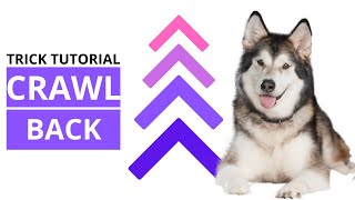 Advanced Trick: Teach Your Dog to Crawl Backwards