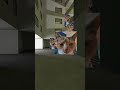 Cammy Cat Nextbot Gmod In Backrooms Garrysmod