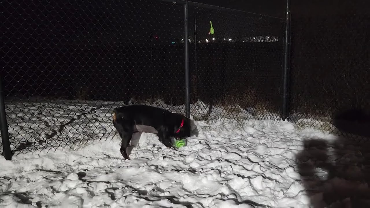 Enlarge Juju, an adoptable Rottweiler in Marshfield, WI video 6/6