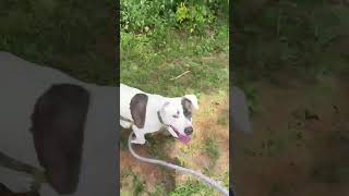 Video preview image #1 Mutt Puppy For Sale in Rustburg, VA, USA