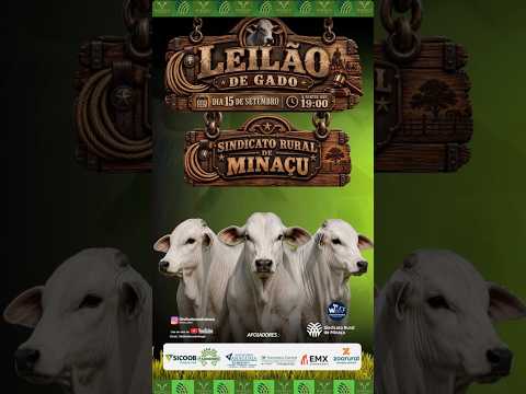 LEILÃO GADO DE CORTE - SINDICATO RURAL DE MINAÇU GO - 15/09/2026