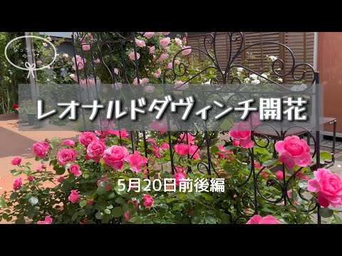 フロリバンダ「レッド・レオナルド・ダ・ヴィンチ」 植物