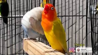 Download lagu Masteran Lovebird Jantan Konslet nya Jawa Timur.. Auto Ikut Minor Boss.. mp3