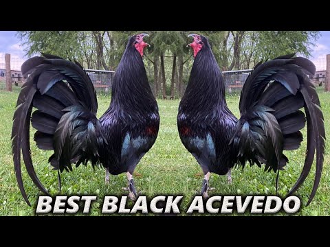 Kentucky Best Beautiful Black Birds - JUAN ACEVEDO FARM