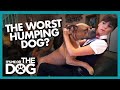 Is 'Prince' the Worst Humper EVER? | It's Me or the Dog