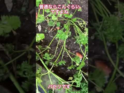 パセリを庭に、または室内の鉢にいつ播くのですか?  庭園