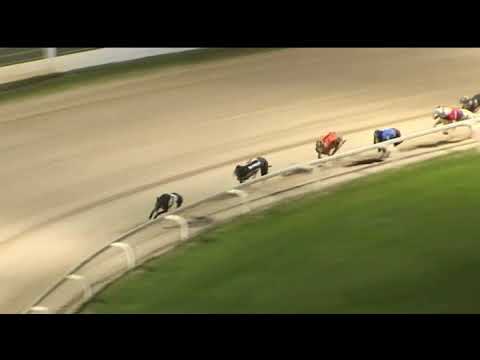 2017 SERVOCA BRITISH BRED DERBY - HEAT 5 - T3 QUEEN IZZY