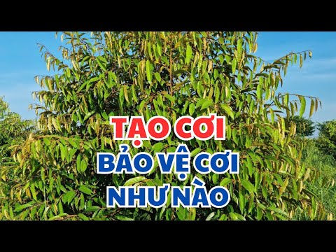 Cách chăm sóc bảo vệ cơi đọt sầu riêng hiệu quả?