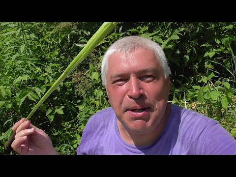 Супер видео, я индеец - камыш и Геннадий Горин