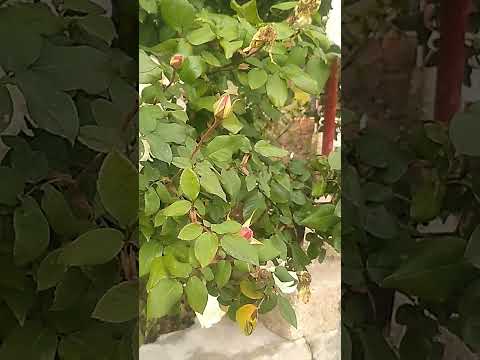 #music ممكن لايك واشتراك #song 💗