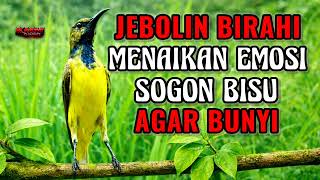 Download lagu 99% DIJAMIN BUNYI‼️ Pancingan sogon agar emosinya jebol mp3