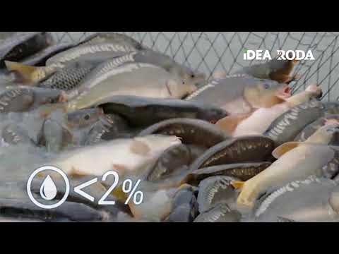 IDEA | Specijalna ponuda šarana