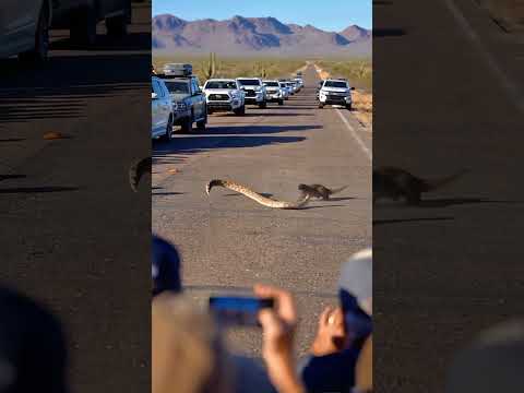 Mongoose vs Western Diamondback — Who Gives Up First? 😱🐍