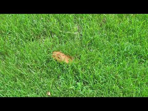 Cicada Killer Wasps All Over the Lawn in Basking Ridge, NJ