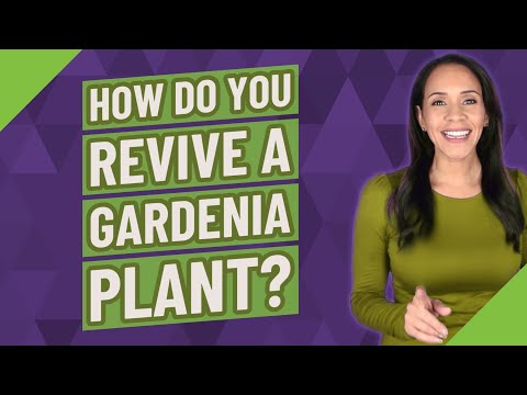 How do you revive a gardenia plant?