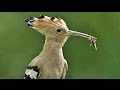 DEUTSCHLANDS WILDE VÖGEL - DIE REISE GEHT ...