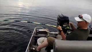 Three Big Blue Catfish!