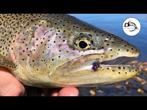 Spring Creek RAINBOWS Fly Fishing in Patagonia