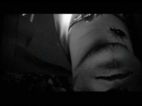 Brolle,  watching the stars