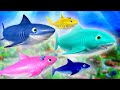 Shark Songs Sing Along Collection Little Baby Bum