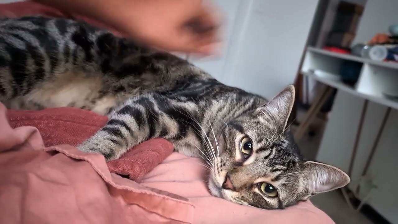 Oingo, a Adoptable Domestic Short Hair in Pearland, TX video 3/6