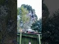 Pigeon Flying In Slow Motion