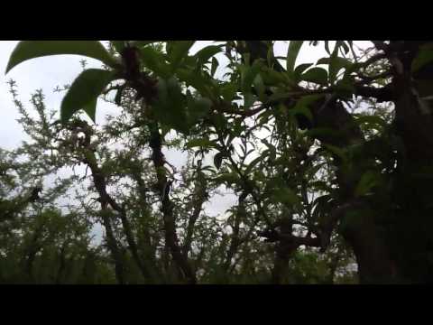 Marc Suderman #154 - Fire Sweet nectarine: 3/22/12