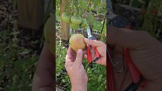 Tomatoes 🍅 || Do You Know What The "Breaker Stage" Is? || DHBG #tomatoes #gardeningtips #garden