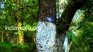 Lloyds Botanical Club, Darjeeling