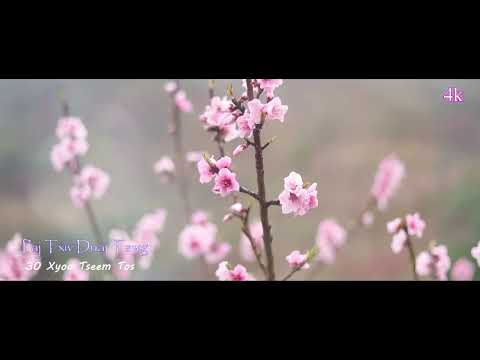 80 XYOO TSEEM TOS. [ PHD 4K ]