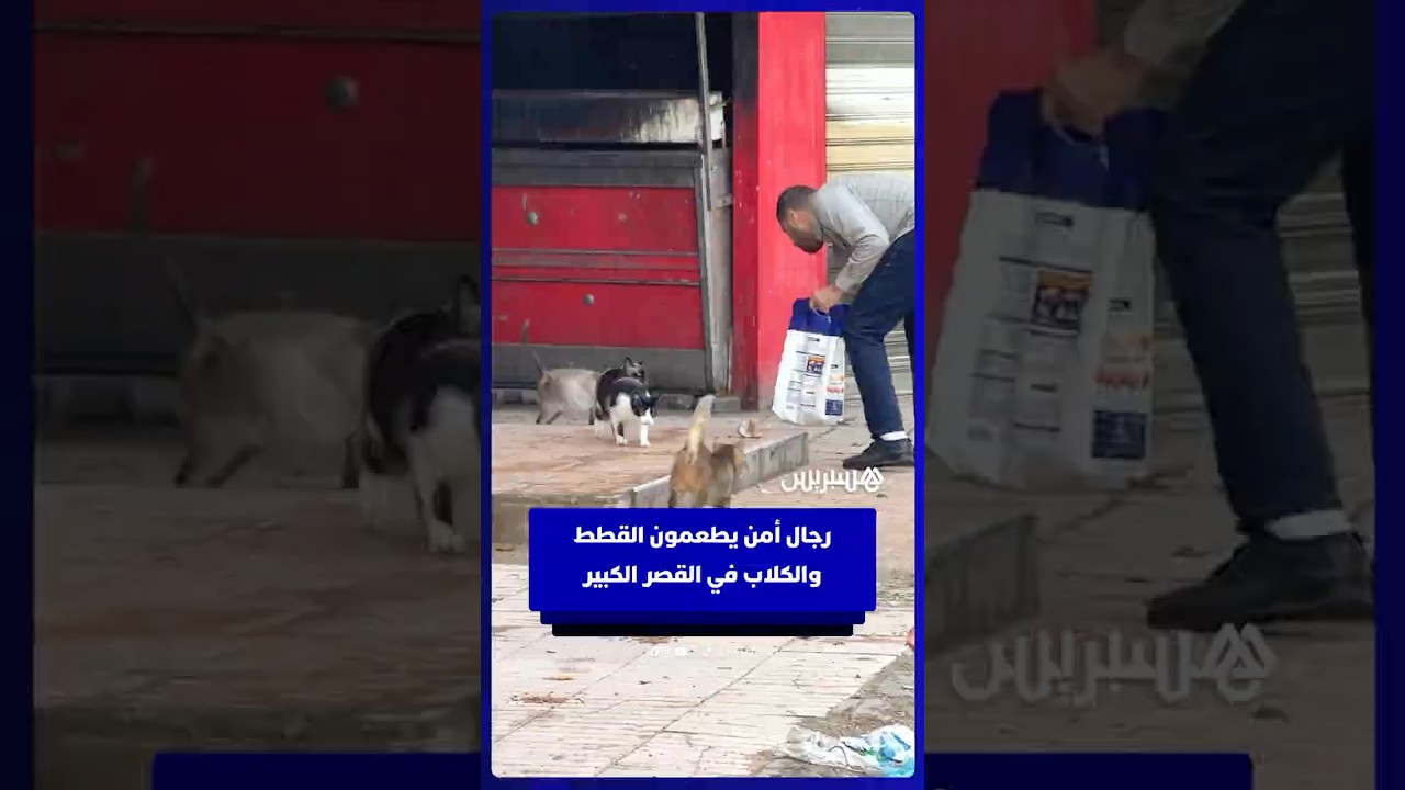 رجال أمن يطعمون القطط والكلاب في القصر الكبير thumbnail