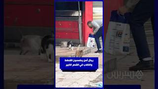 رجال أمن يطعمون القطط والكلاب في القصر الكبير thumbnail