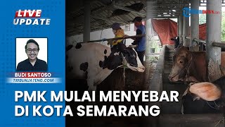 PMK Merebak ke Wilayah Semarang! Dispertan Berkunjung ke Sumber Rejeki Mijen untuk Vaksinasi Ternak