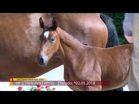 KN 16 HF v. Hickstead White / Diarado