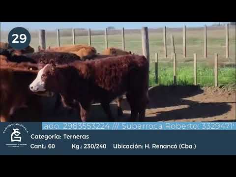 Lote Hembras - H Renancó Córdoba