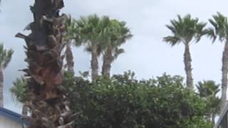 preview picture of video 'Burning Palm Lightning Strike at Victoria Palms RV Resort Donna Texas'