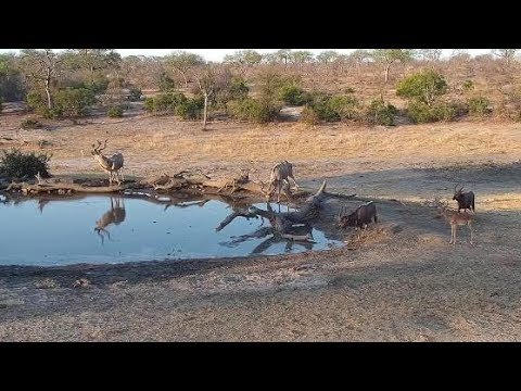 Djuma: Kudus and Nyalas - 14:51 - 10/07/19