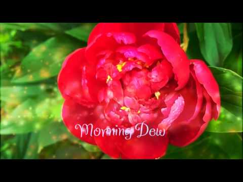 Avinash Baghel Mornig Dew Violin Track