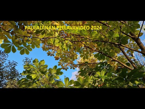 Pellavan mädätys 2024
