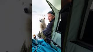Polar Bear Cub Meets Human in Alaska | Rare Heartwarming Encounter #polarbear #cuteanimal #animals
