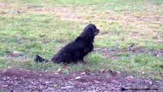 preview picture of video 'Cavalier King Charles Spaniel  breeder Kavaliri hrastove šume - morning walk 1/2'