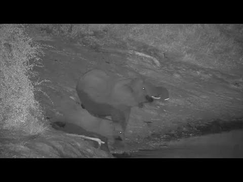 Djuma: Elephant and calf-calf slides down bank for a drink - 17:43 - 06/07/20