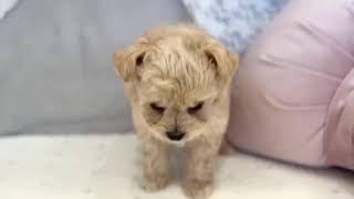 ハーフ犬の動画01