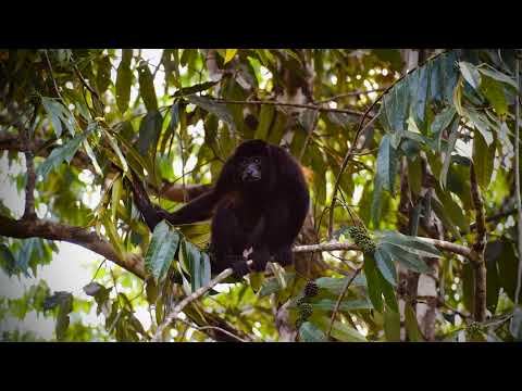 House For Sale - $599,999 USD - Uvita, Costa Rica - 3 bedroom // 3 bathroom, Jungle views