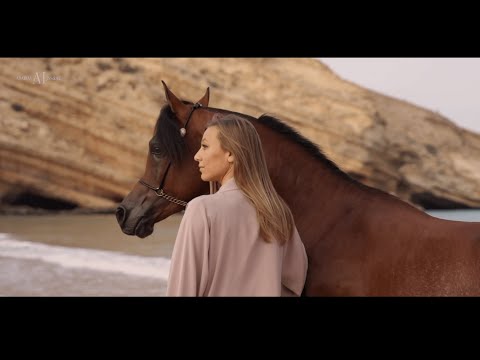 ALRUBATIYA INTERNATIONAL ARABIAN HORSE CHAMPIONSHIP 2023 is just a few hours away. Are you ready?