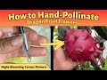 How To Hand Pollinate Dragon Fruit Flowers
