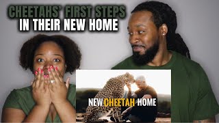 CHEETAHS' FIRST STEPS IN THEIR NEW HOME! Dean Schneider Reaction