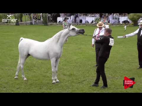 N.155 DONYA JAMAL - Ströhen 2017 Int B-Show - 7.9 Years Old Mares (Class J)