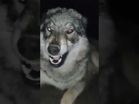 accarezzo un lupo guardate la sua reazione